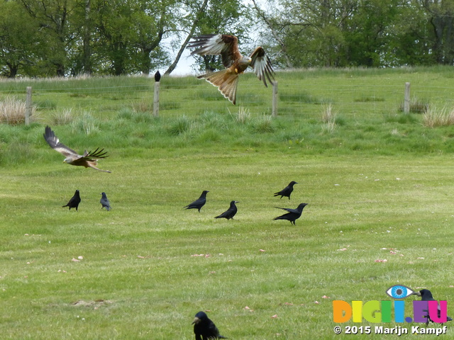 FZ015609 Red kites (Milvus milvus)